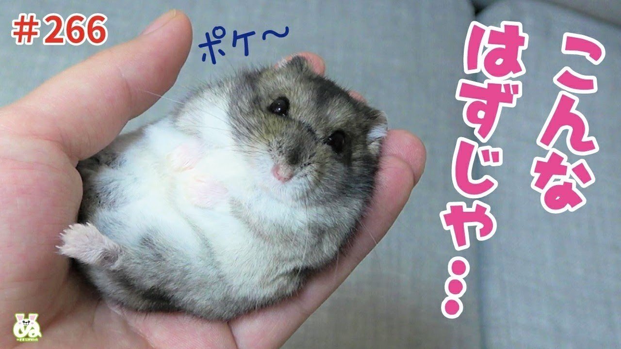 おつまみ動画 １１段 育て方を間違えた結果 野生の本能を忘れてしまったハムスター 木箱 Note
