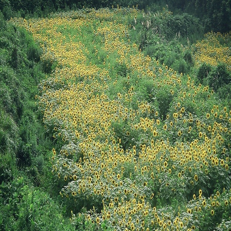 鬼ヨウズが見守る国境の島～山口県見島（2002年8月16日）｜雨男