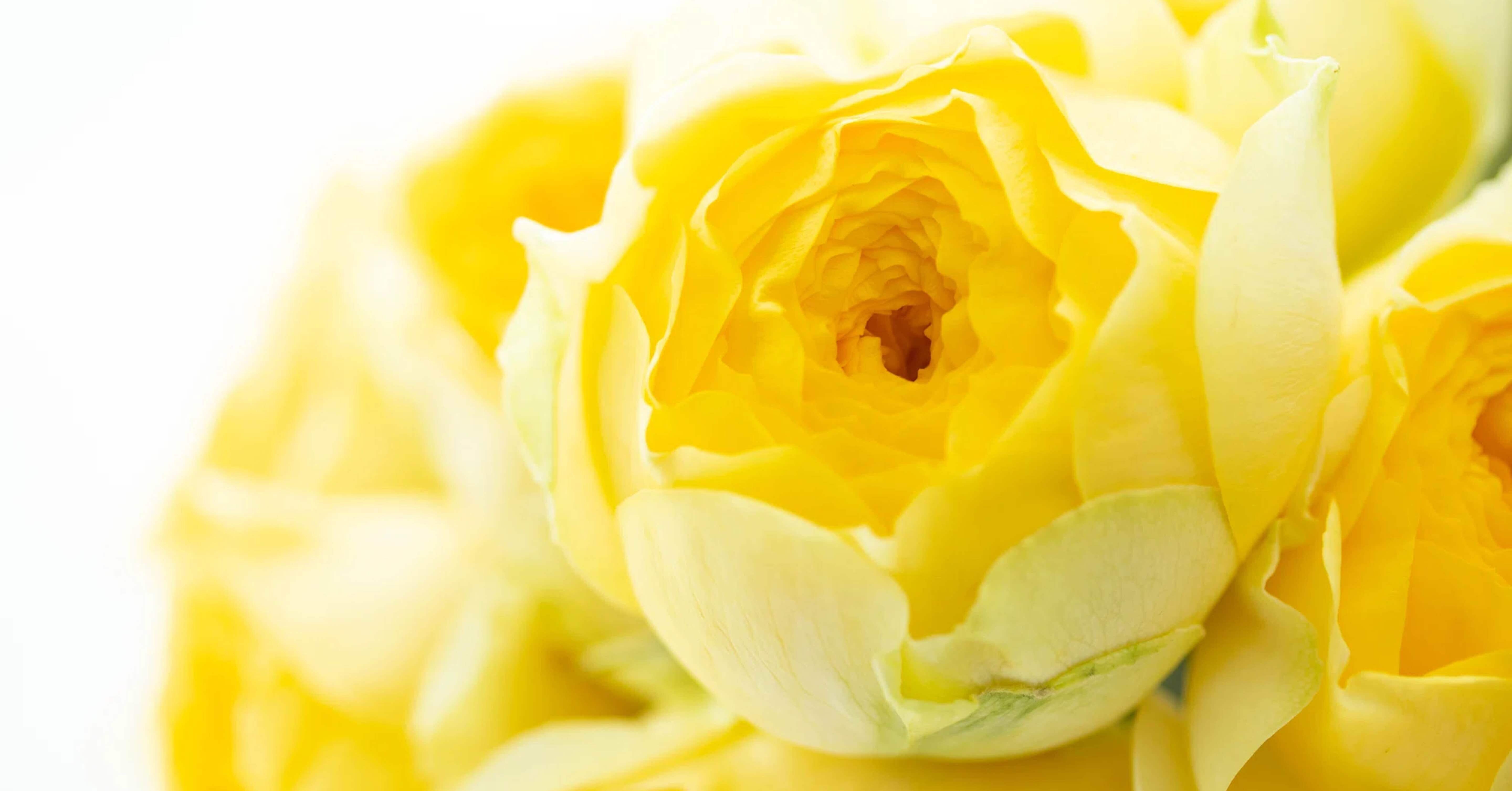 ヒーリー、ゴールドサイクル Amazon.co.jp: ヒーリーゴールドサイクル波動調整器 : おもちゃ