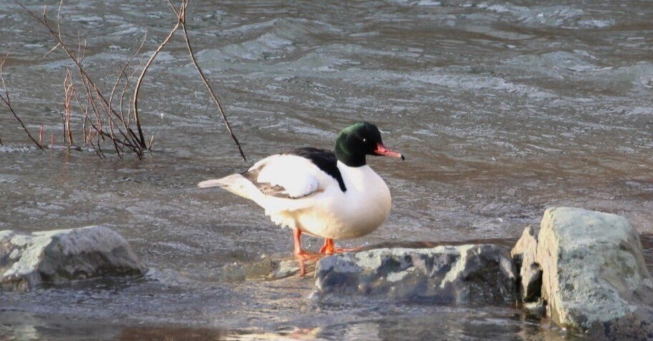 福井の野鳥図鑑 #7 カワアイサ 瀬に目立つ白いカモ｜でっちゃん