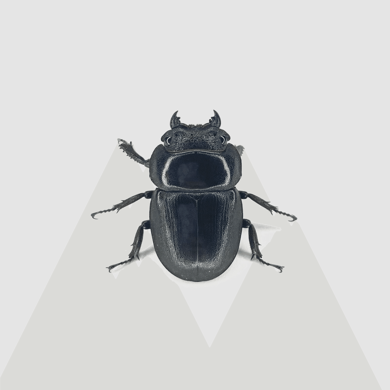 チャールトンウスバ原亜種　雌 種子] アガベ ネバデンシス コンパクタ Agave utahensis v. nevadensis