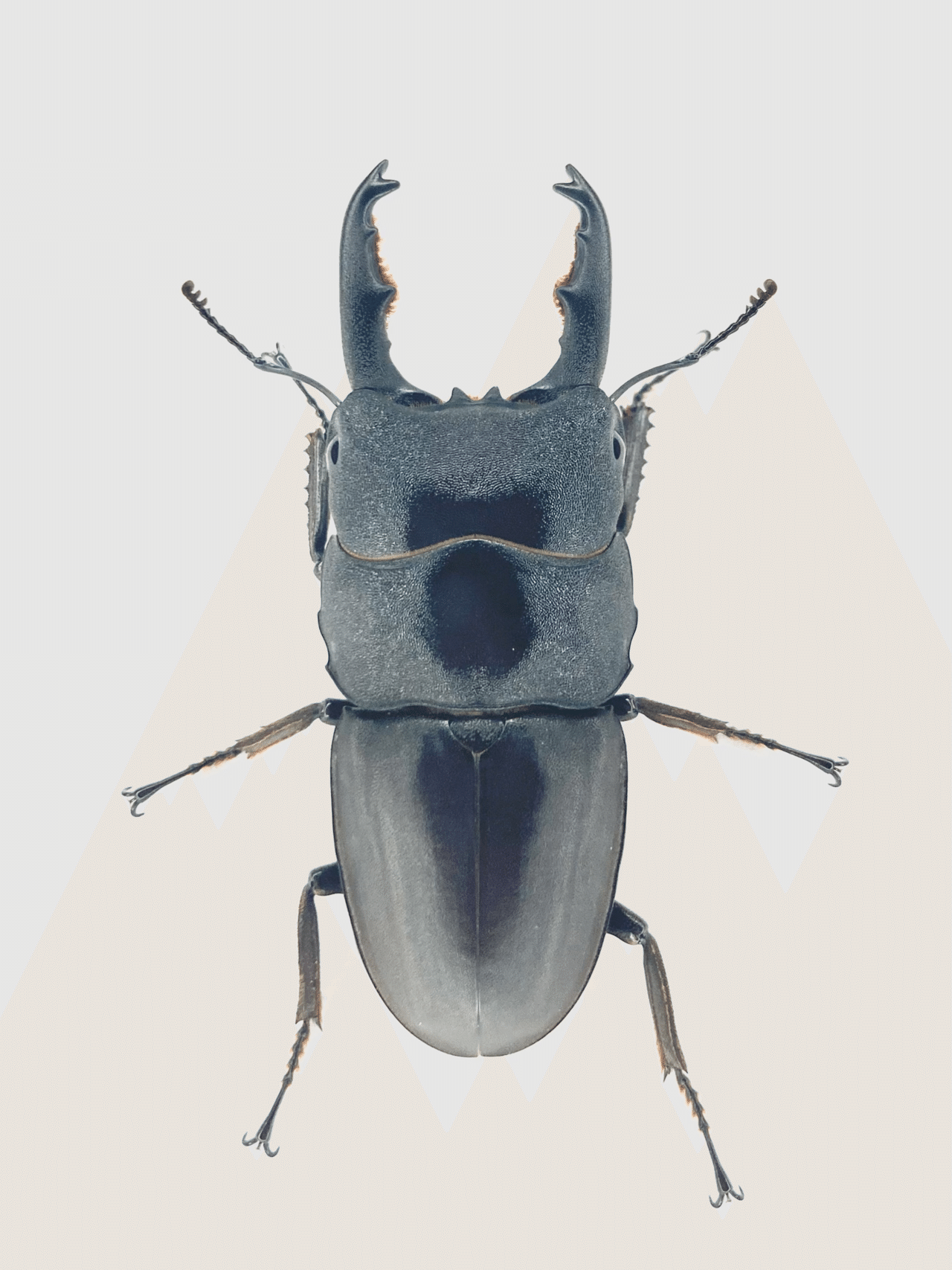 飼育記】タウルスヒラタ原名亜種｜Yezo_Dorcus