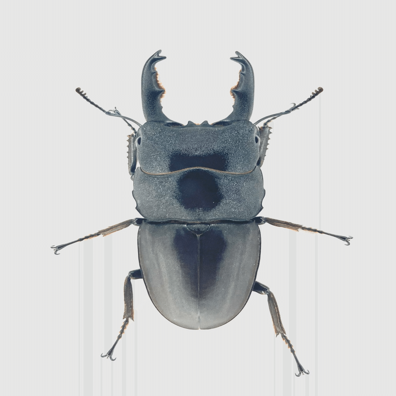 チャールトンウスバ原亜種　雌 種子] アガベ ネバデンシス コンパクタ Agave utahensis v. nevadensis