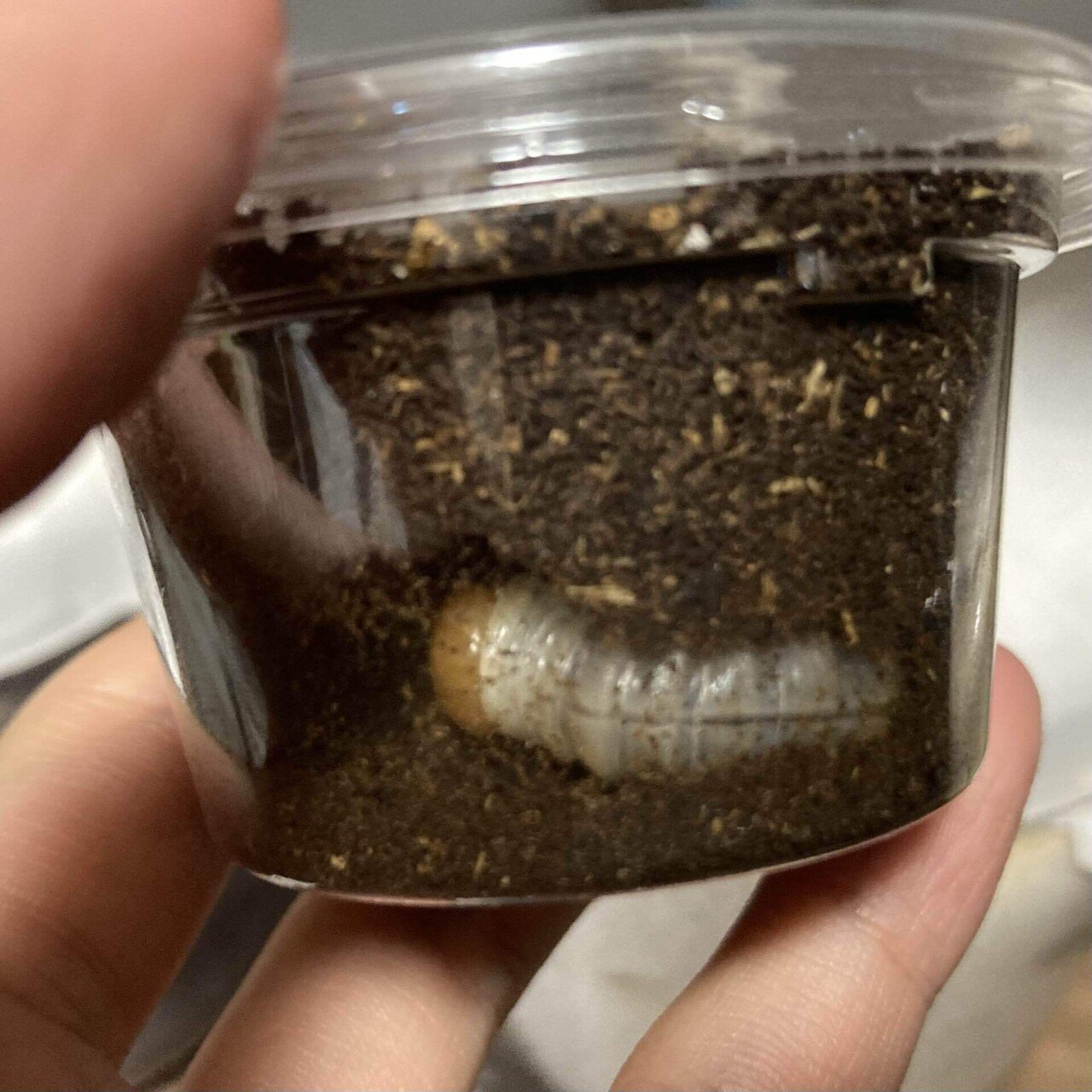 飼育記】タウルスヒラタ原名亜種｜Yezo_Dorcus