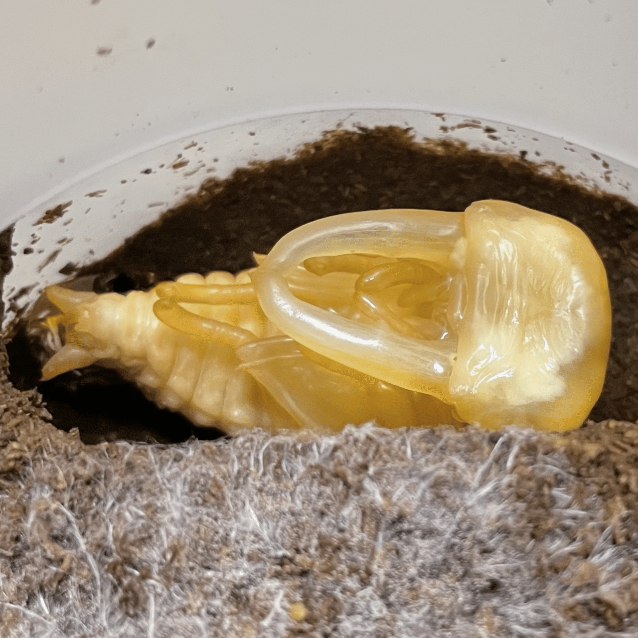 飼育記】タウルスヒラタ原名亜種｜Yezo_Dorcus