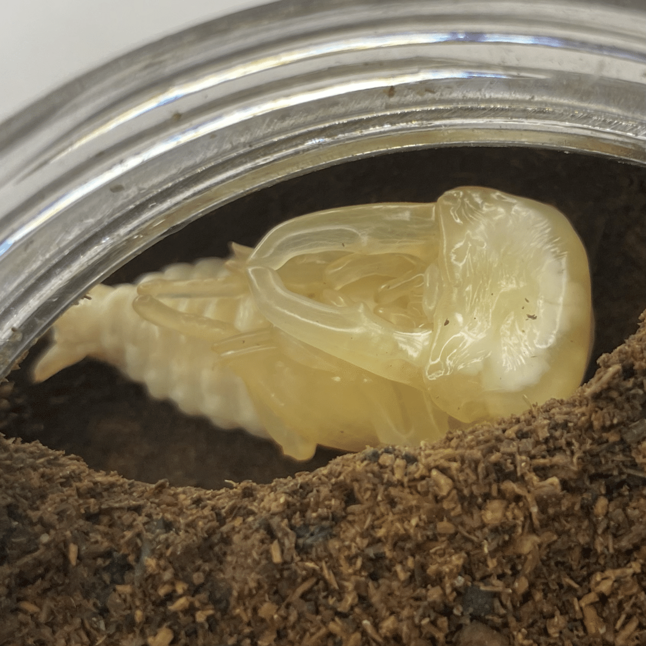 飼育記】タウルスヒラタ原名亜種｜Yezo_Dorcus