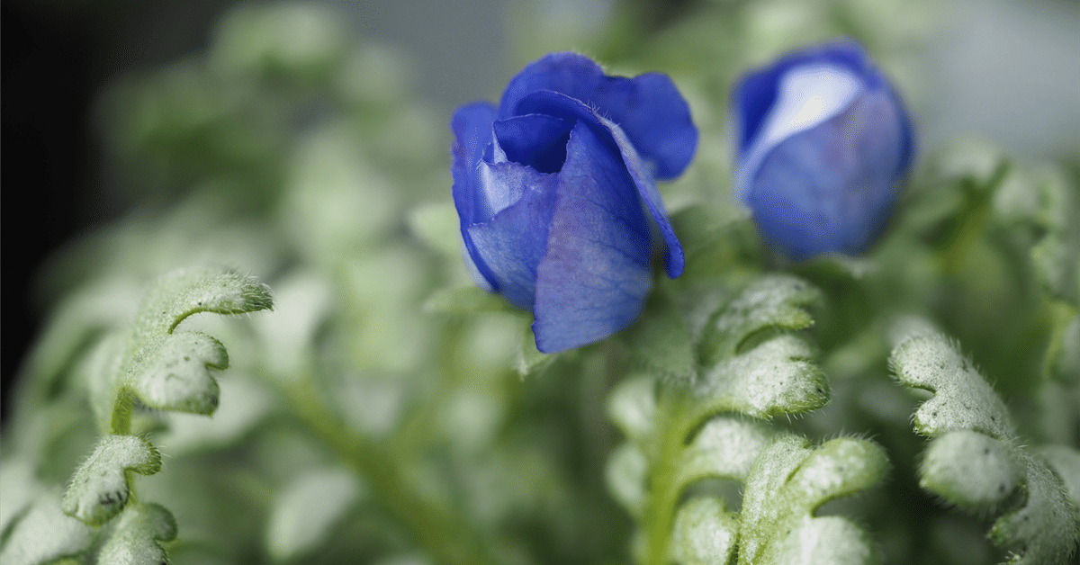 最高の ネモフィラ・Z 人気です。｜田舎の花屋 花