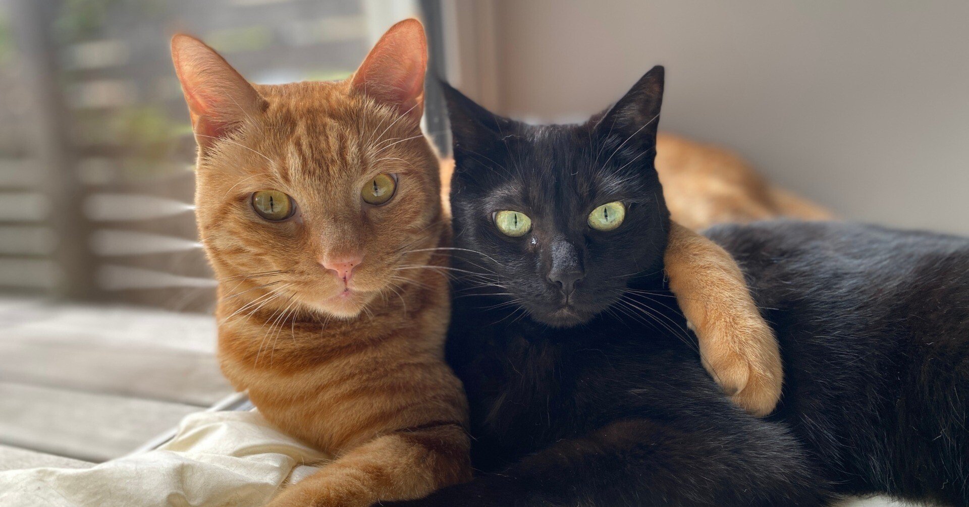 黒猫の恩返し？｜トミタ マミ