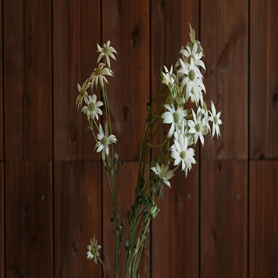 今日の花 フランネルフラワー｜花屋のラフ