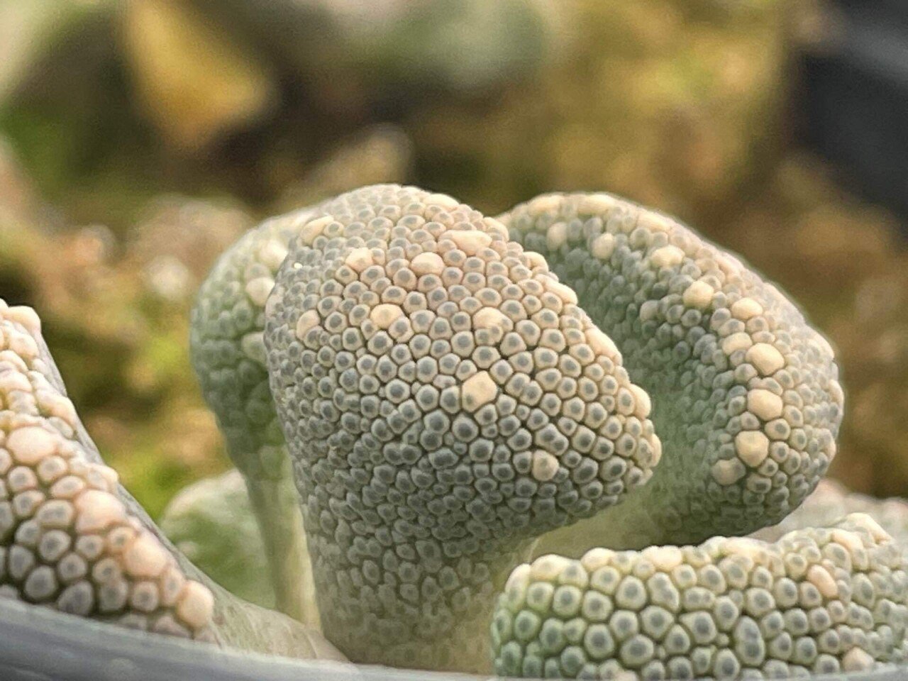 爬虫類好きの人に刺さりそうな植物たち｜ミウラタカオ｜植物画＆園芸家