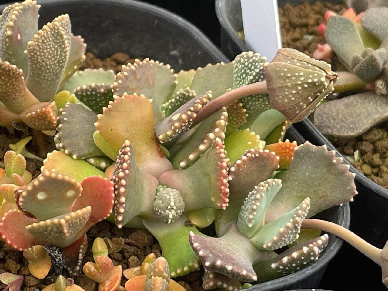 爬虫類好きの人に刺さりそうな植物たち｜ミウラタカオ｜植物画＆園芸家