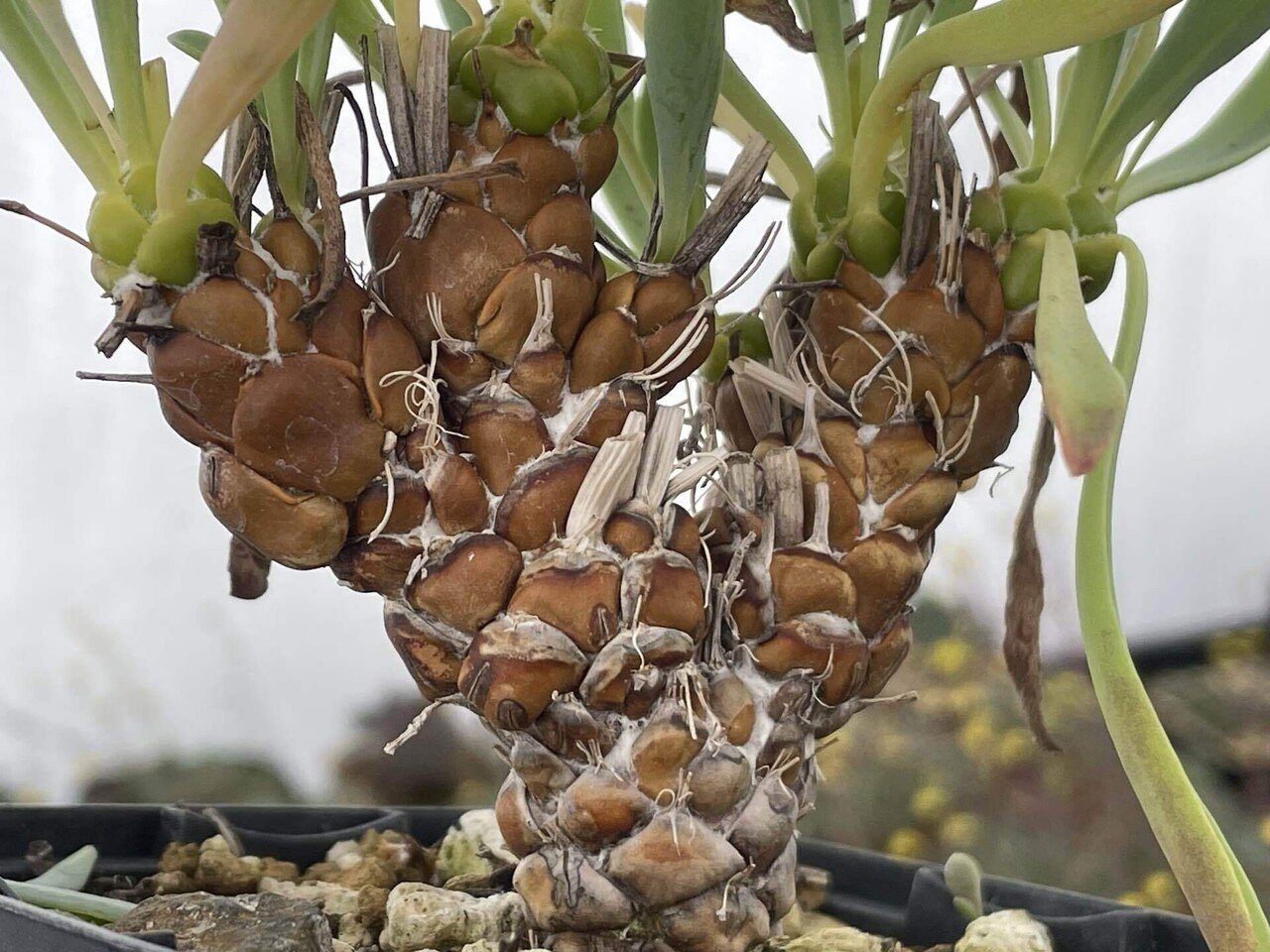 爬虫類好きの人に刺さりそうな植物たち｜ミウラタカオ｜植物画＆園芸家