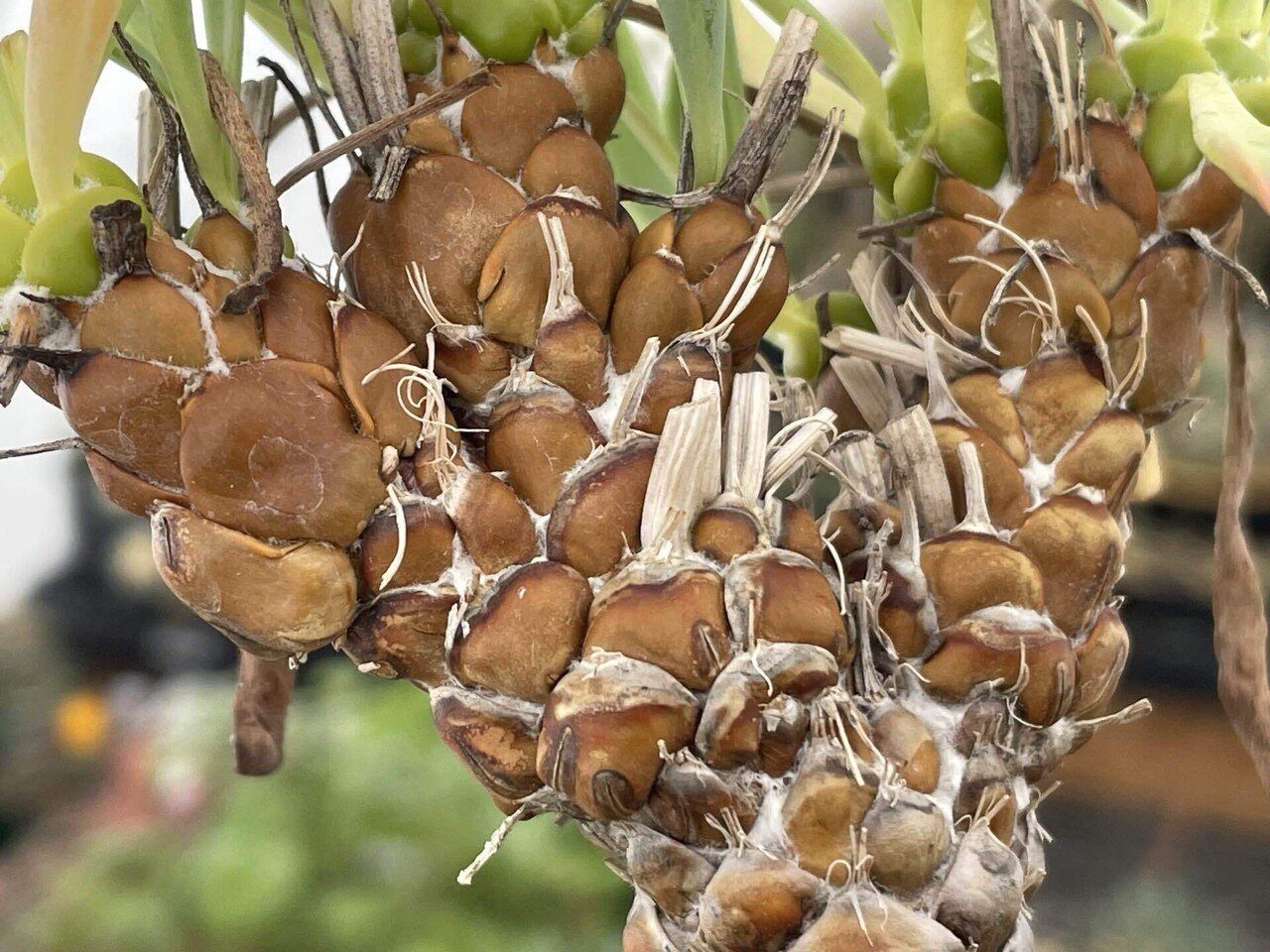 爬虫類好きの人に刺さりそうな植物たち｜ミウラタカオ｜植物画＆園芸家