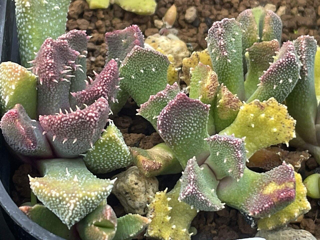 多肉植物 紫と緑のグラデーション*4 多肉植物 紫と緑のグラデーション*4 爬虫類好きの人に刺さりそう
