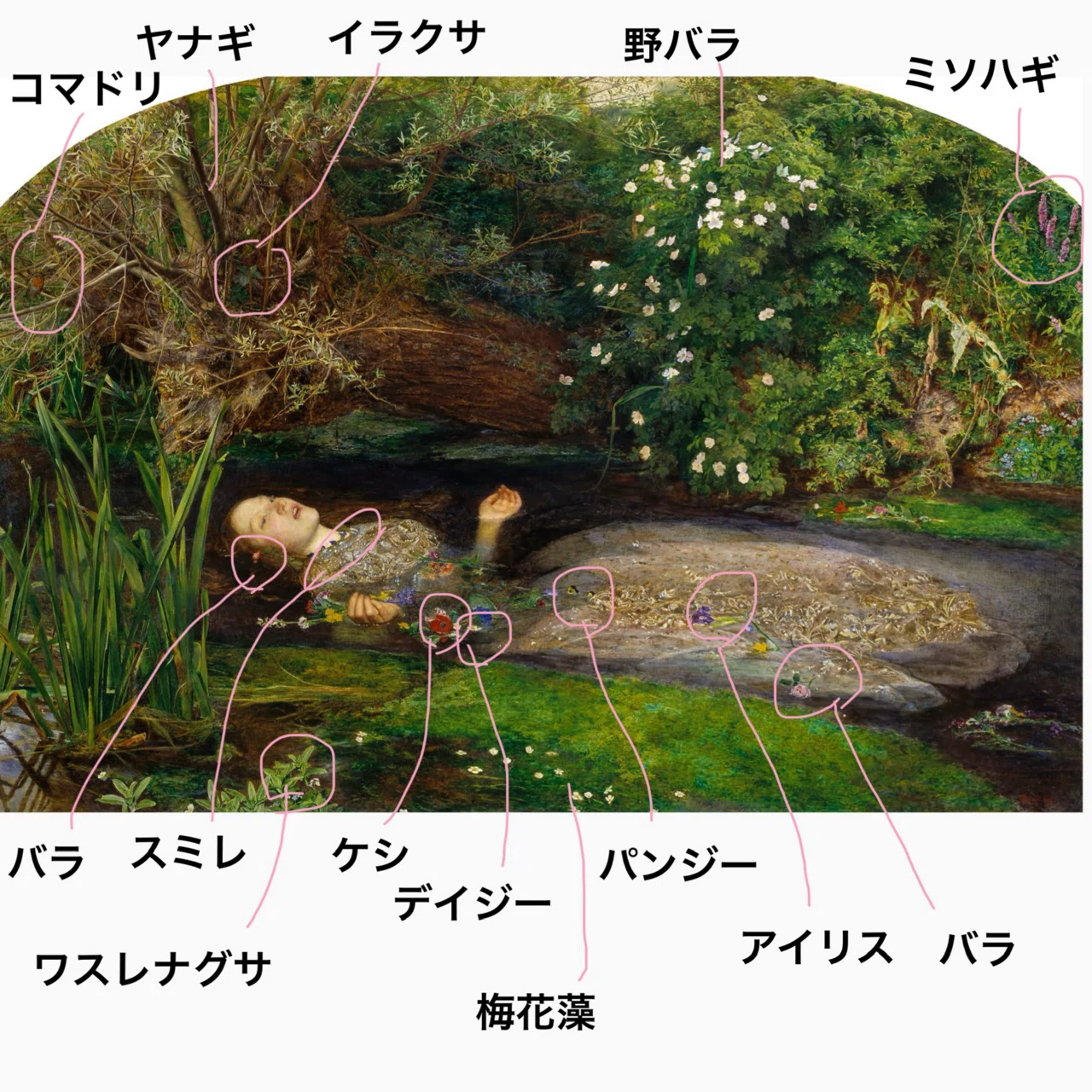 ミレイ《オフィーリア》の花② 描かれた花々｜cha-bliss