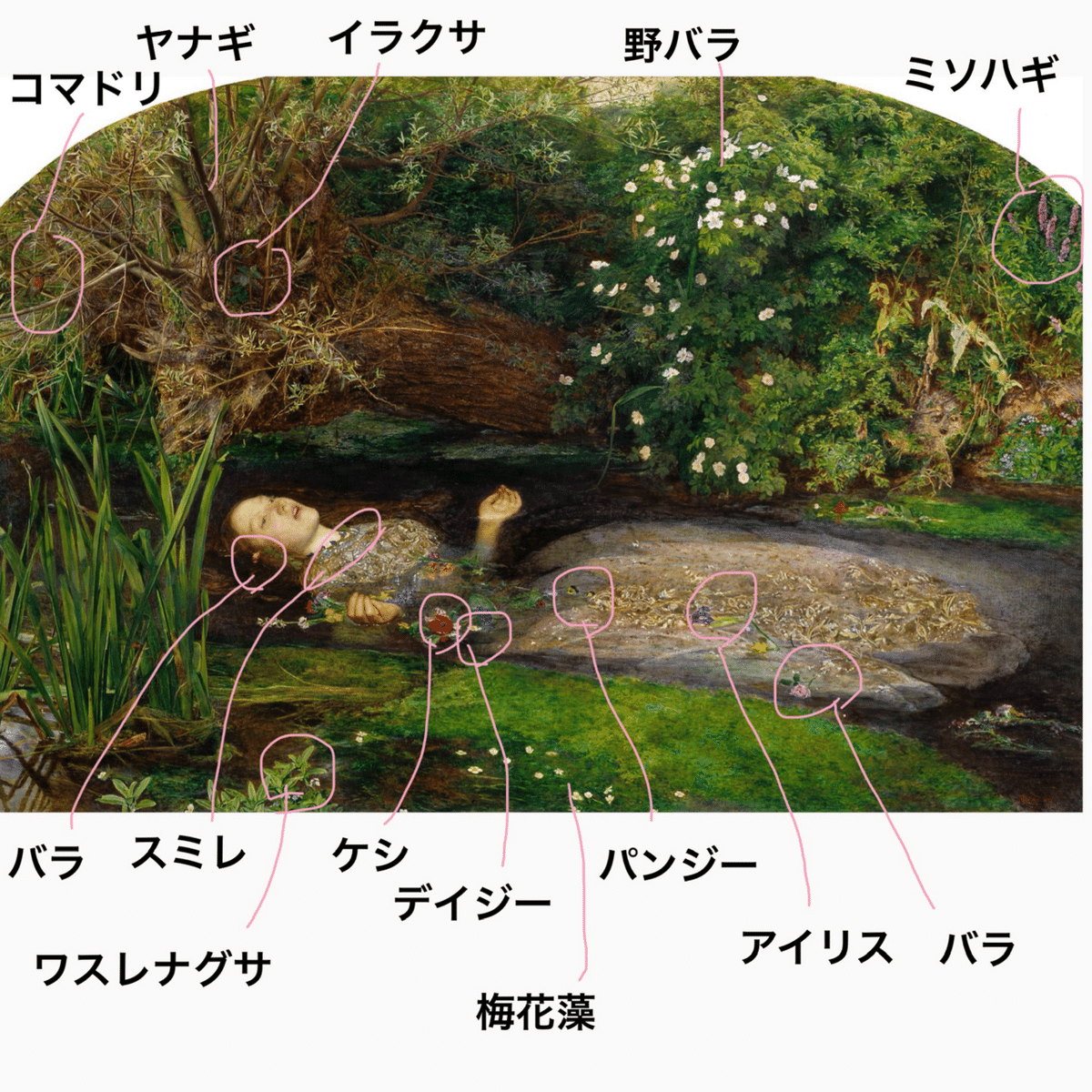 ミレイ《オフィーリア》の花② 描かれた花々｜cha-bliss