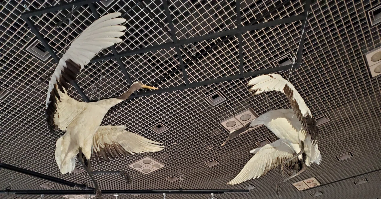 鳥展」のこと、それから行ってないけど「モネ展」のこと、｜内田S