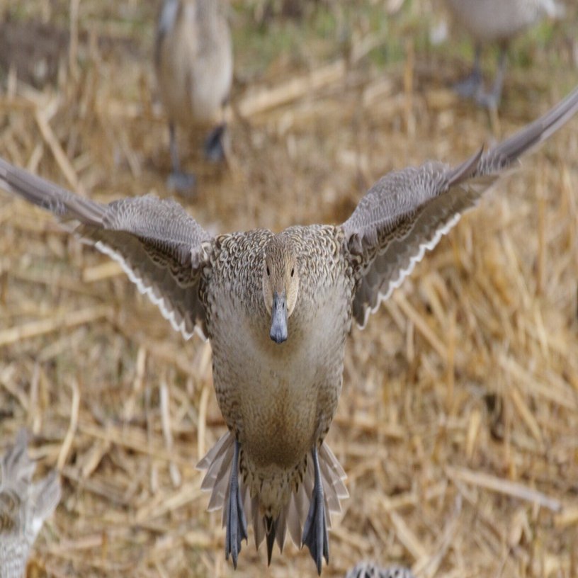 多々良沼公園へ野鳥を撮りに行った話（2日目）｜VINCENT2GB