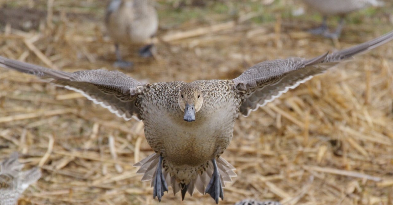 写真記録 日本鳥類狩猟法 堀内讃位 野鳥 限定版 - メルカリ