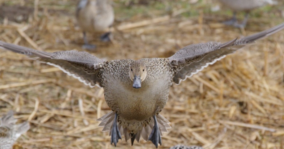 多々良沼公園へ野鳥を撮りに行った話（2日目）｜VINCENT2GB