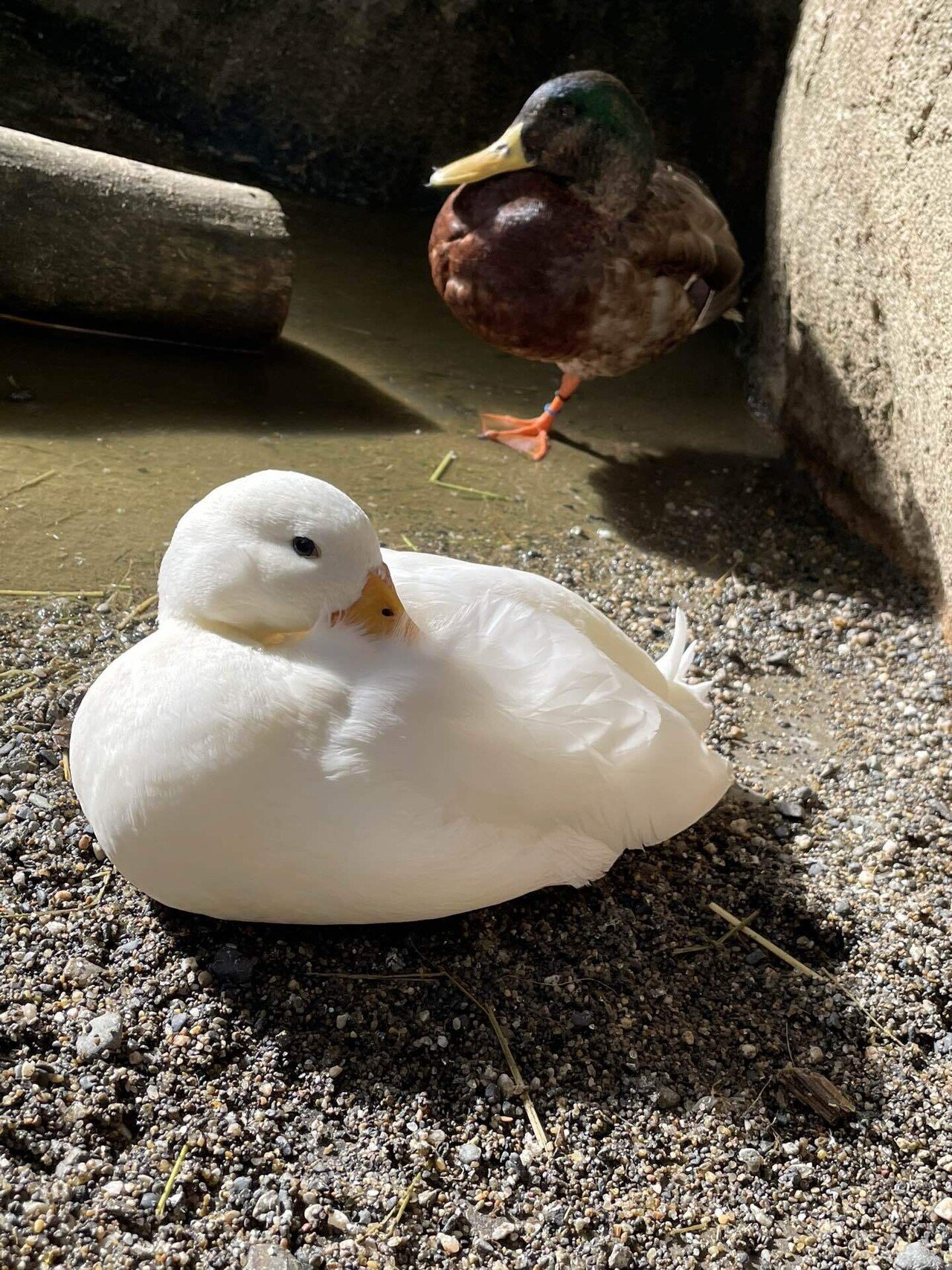 ぽかぽかなウェットランド｜那須どうぶつ王国公式note