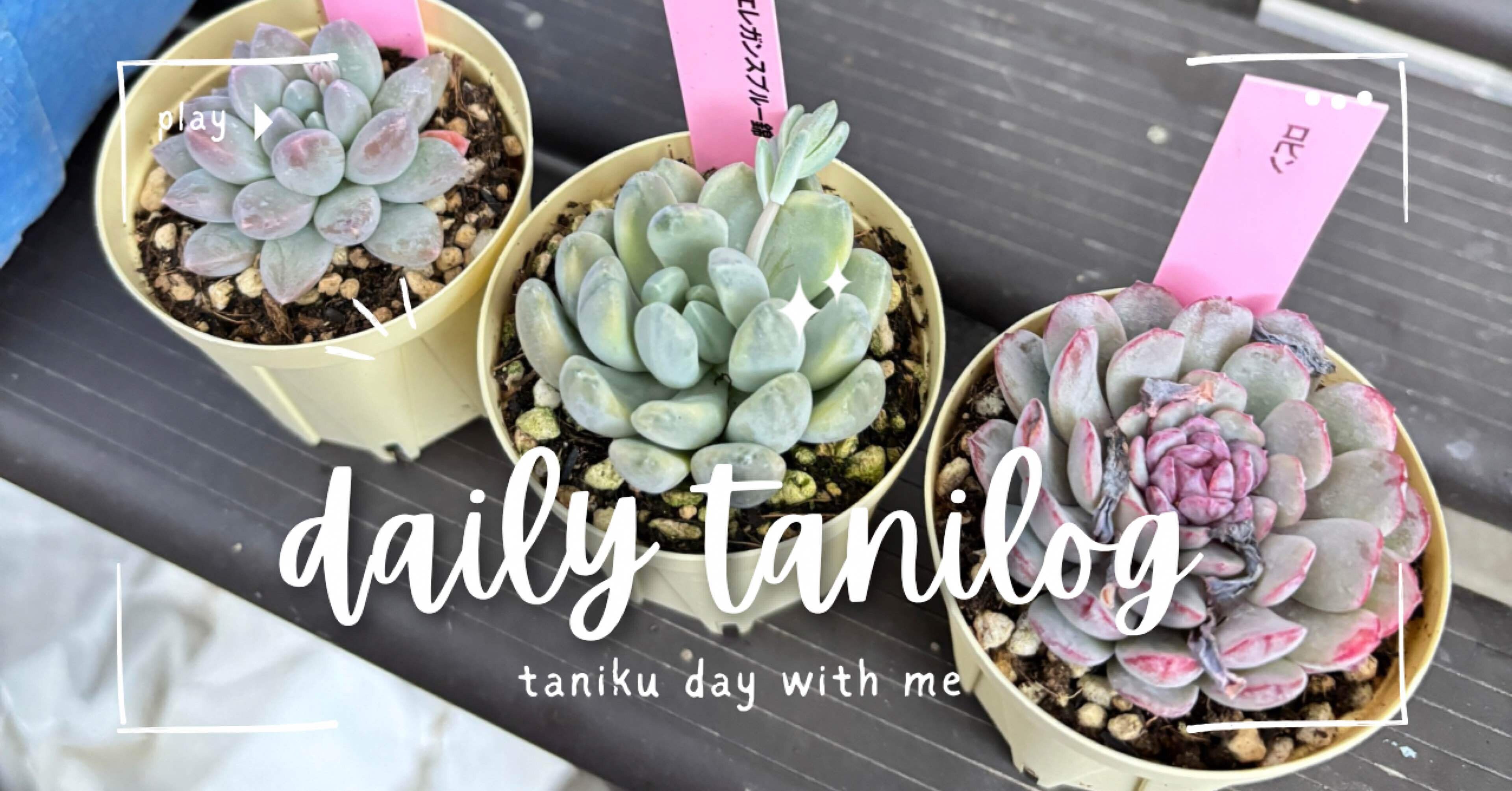 多肉植物 ❤️ フルルックス❤️1頭10cm!抜き苗4年生！ 多肉植物 ❤️ フルルックス❤️1頭10cm!抜き苗4年生！