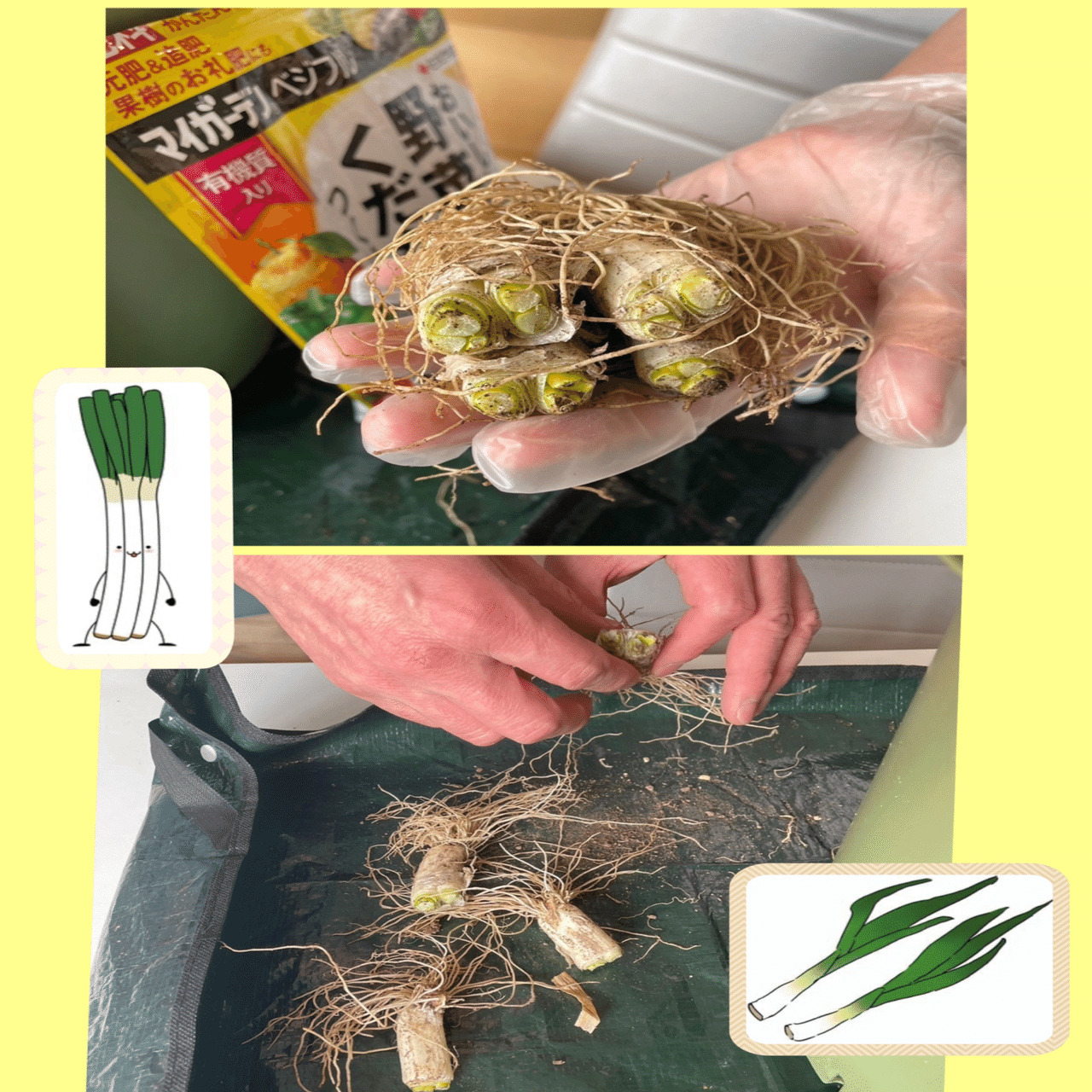 ネギの株分けをして九条ネギを植えました🌿｜就労継続支援B型事業所