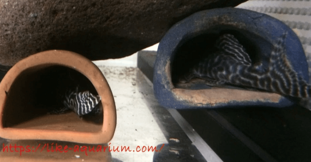 熱帯魚 キンペコのペア