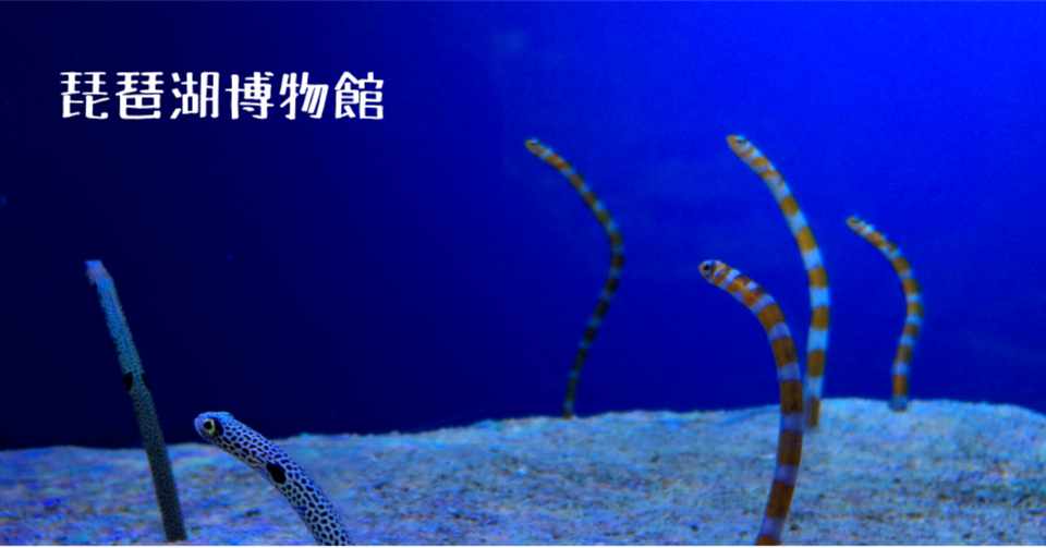 さかな 琵琶湖博物館 タウタ Note