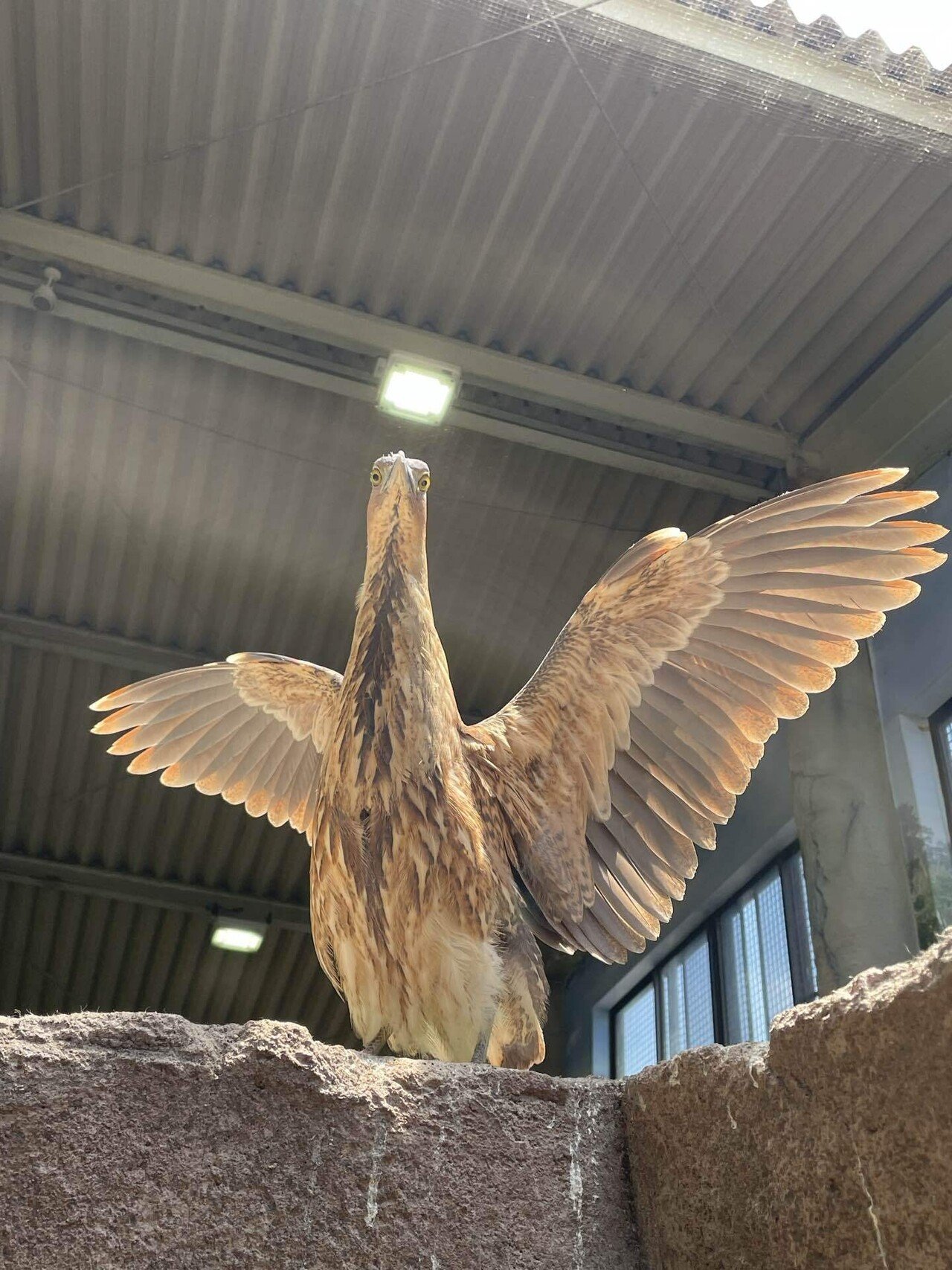 ぽかぽかなウェットランド｜那須どうぶつ王国公式note