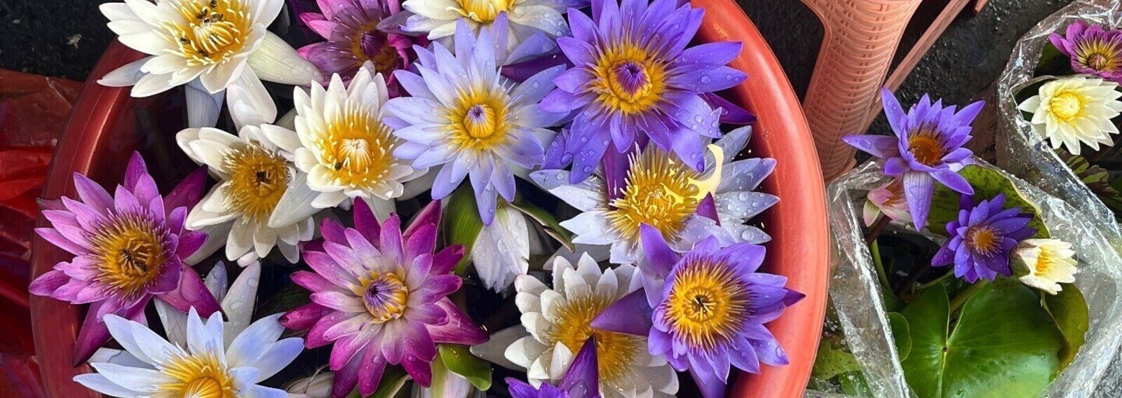 花のパステル画宙花 花のパステル画宙花
