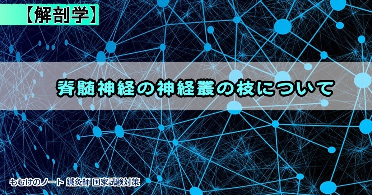 解剖学 図解 イラスト とゴロで簡単 わかりづらい脊髄神経の神経叢の枝まとめ の覚え方 森元塾 国家試験対策 Note