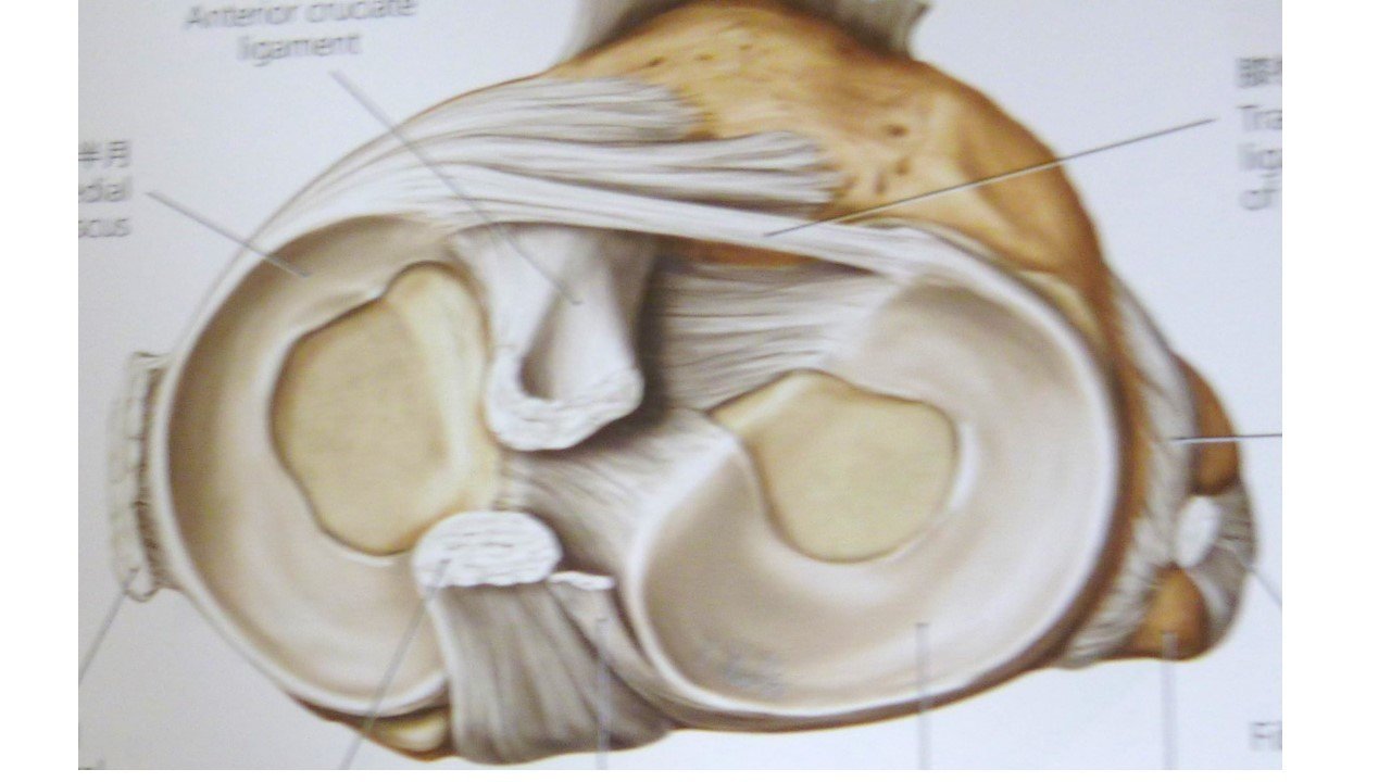 学生 新人の方必見 半月板の構造と機能について解説 まっつん 理学療法士note Note