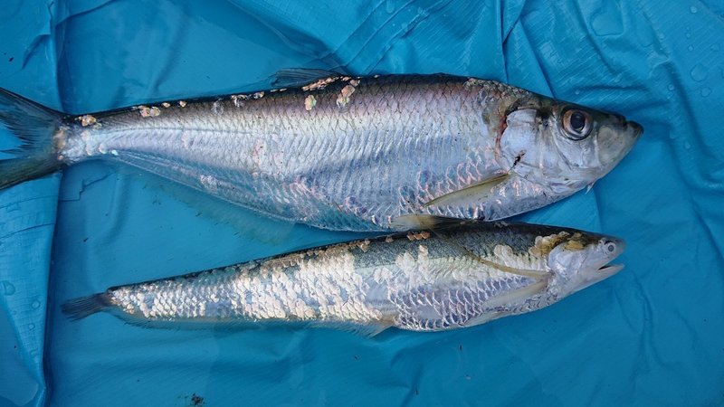 ヒラ エツ コノシロ ニシン科3種の味はいかに 小宮春平 Note