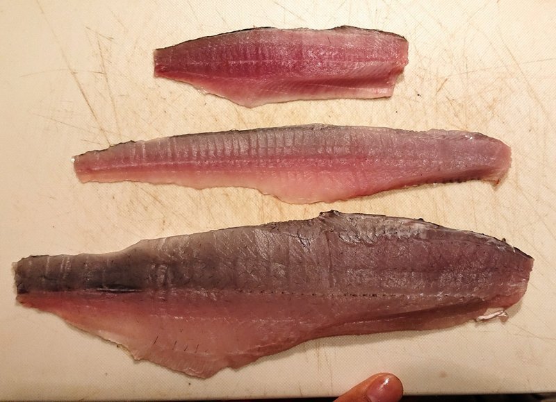 ヒラ エツ コノシロ ニシン科3種の味はいかに 小宮春平 Note ヒラ エツ コノシロ ニシン科3種の味はいかに 小宮春平 Note