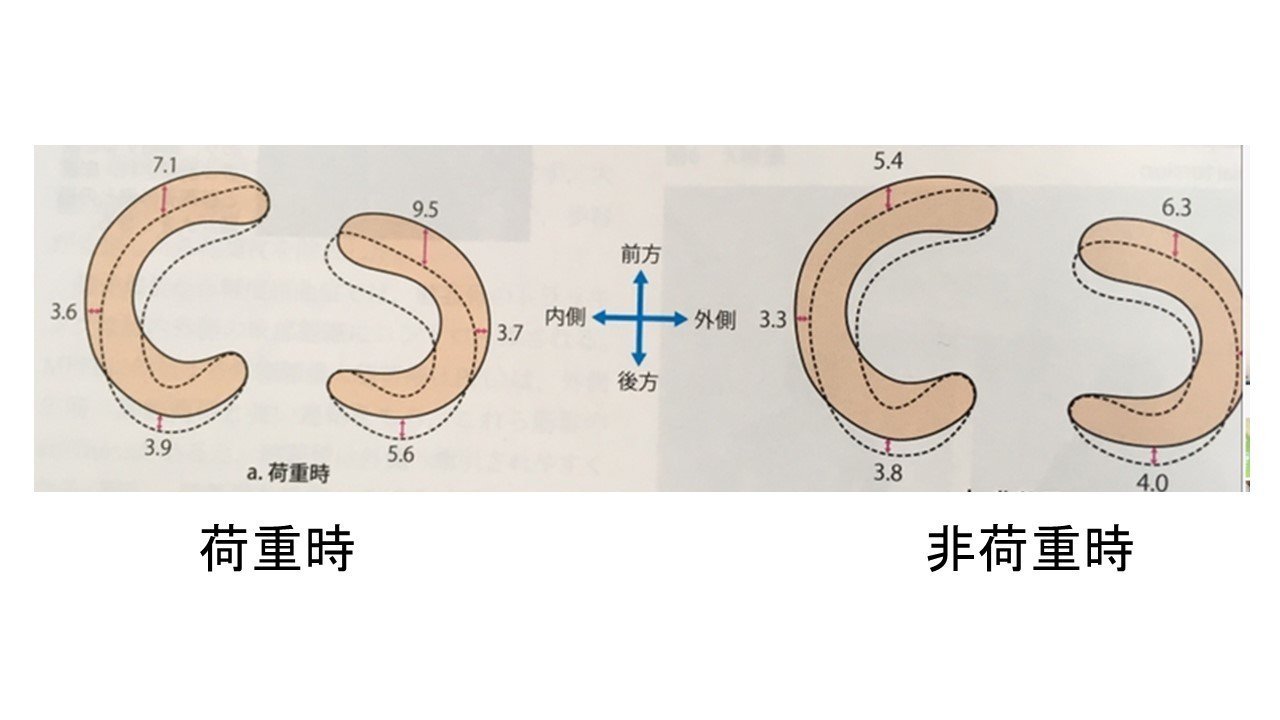 学生 新人の方必見 半月板の構造と機能について解説 まっつん 理学療法士note Note 学生 新人の方必見 半月板の構造と機能について解説 まっつん 理学療法士note Note
