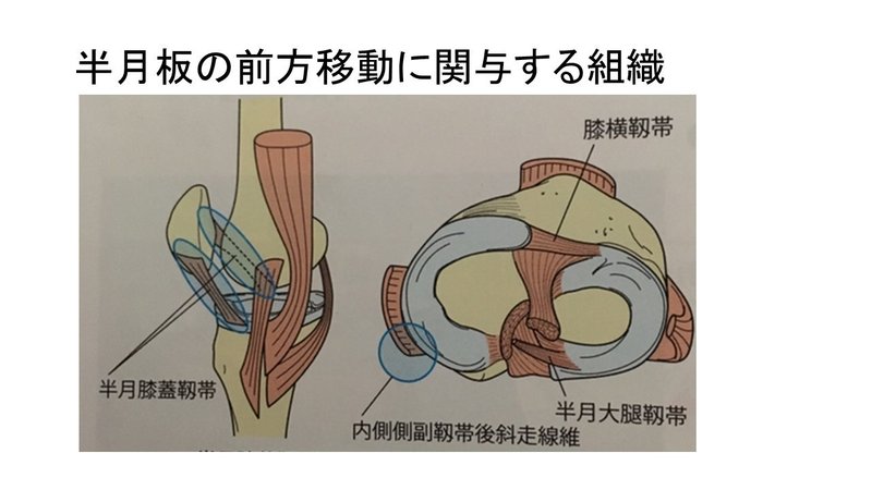学生 新人の方必見 半月板の構造と機能について解説 おっしー 理学療法士note Note