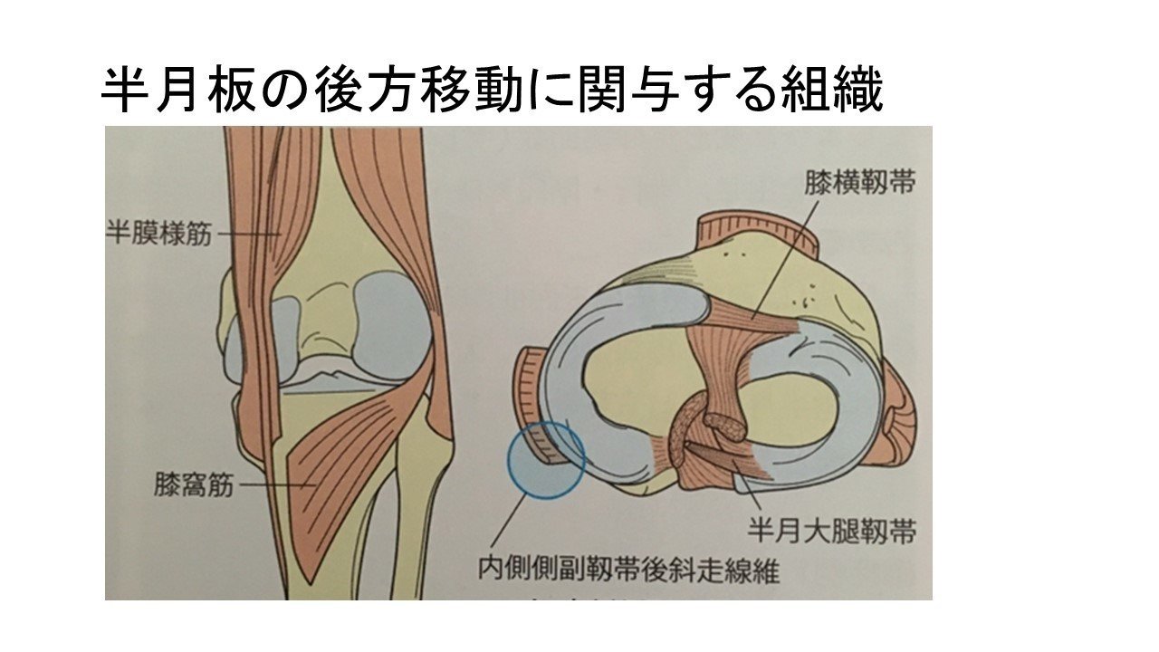 学生 新人の方必見 半月板の構造と機能について解説 まっつん 理学療法士note Note 学生 新人の方必見 半月板の構造と機能について解説 まっつん 理学療法士note Note