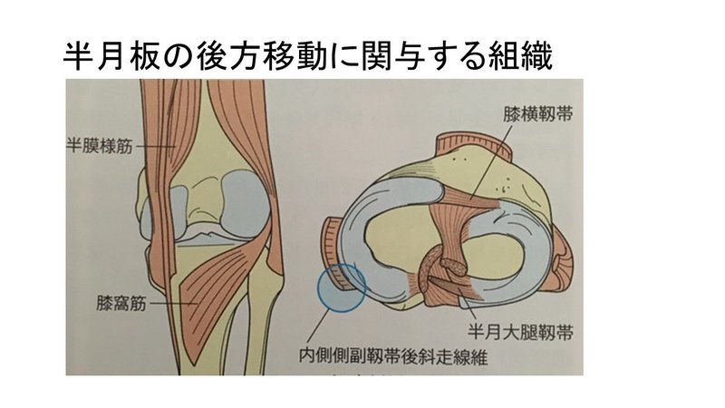 学生 新人の方必見 半月板の構造と機能について解説 まっつん 理学療法士note Note