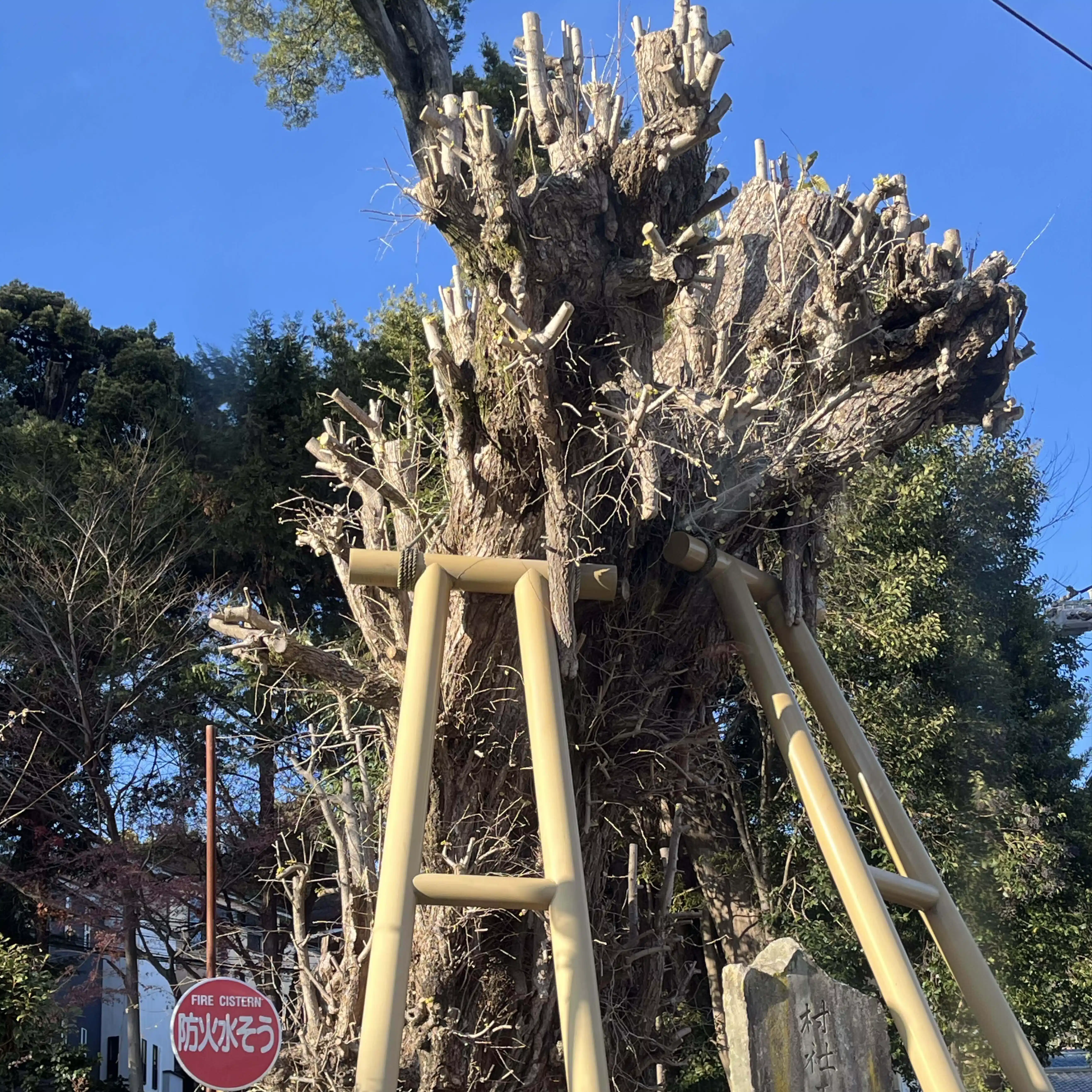 思考するエンタメ部〜本と植物と私の部屋〜