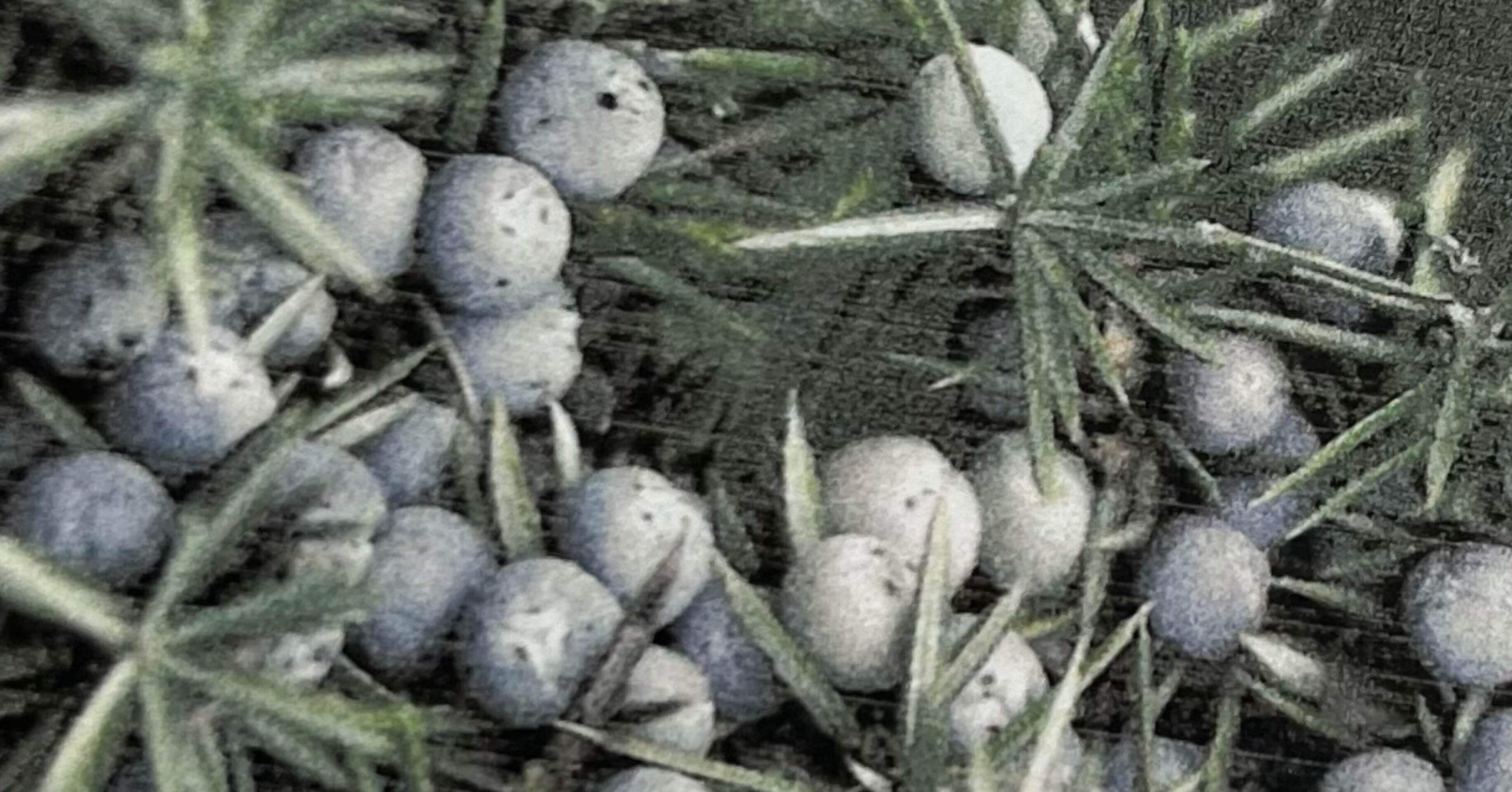 ジュニパーベリーの話｜373emana