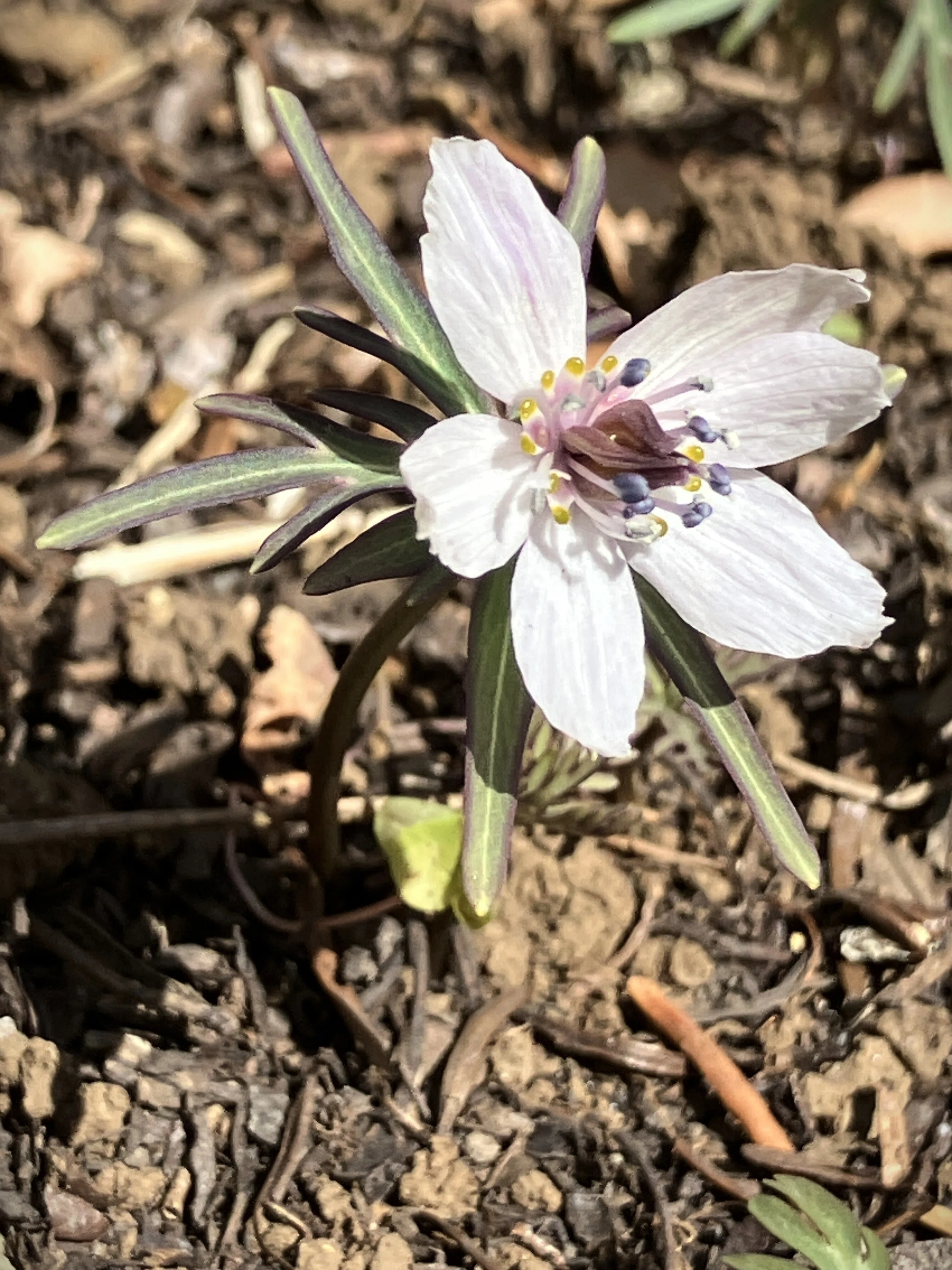 セツブンソウ（節分草）を見つけた！ 直径2センチ程の白くて可憐な花