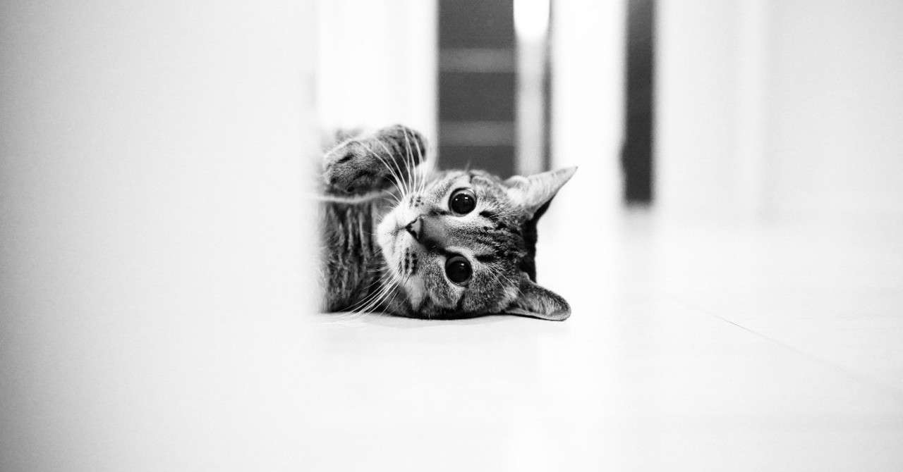 猫目石 森野ニコラ Note