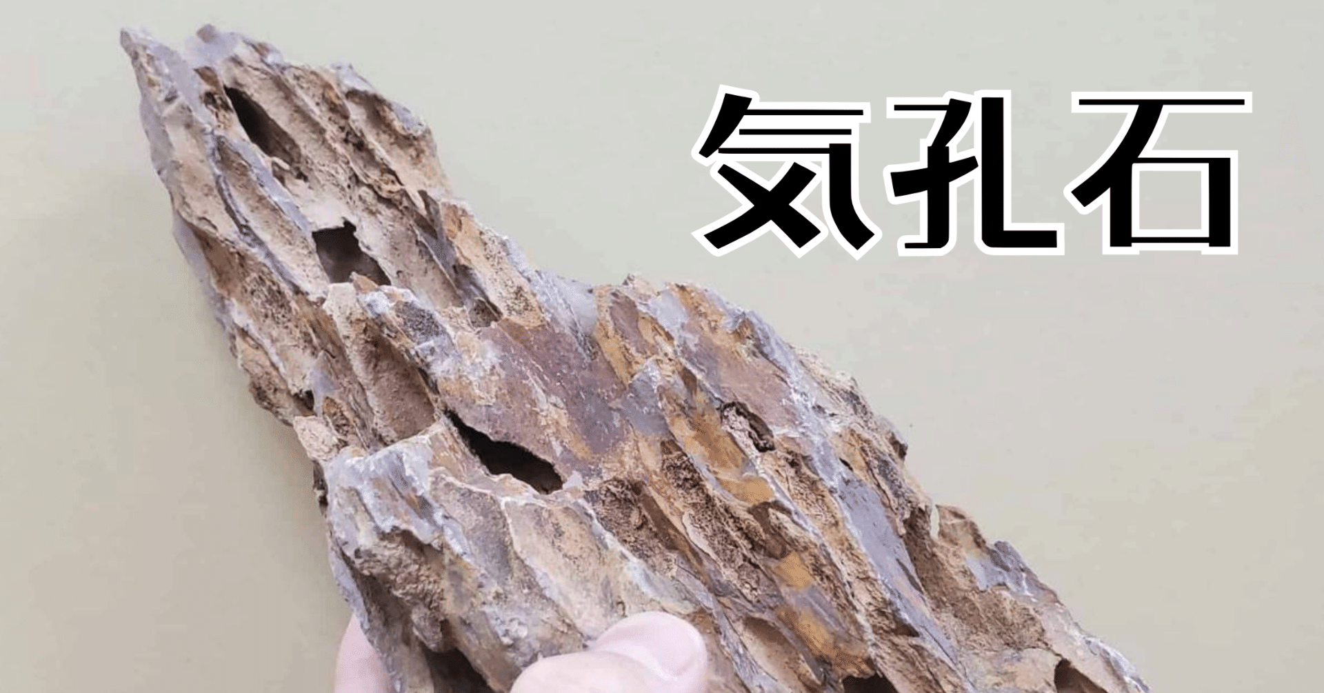 アクアリウムやテラリウムで使える石 気孔石｜moss paradise3055