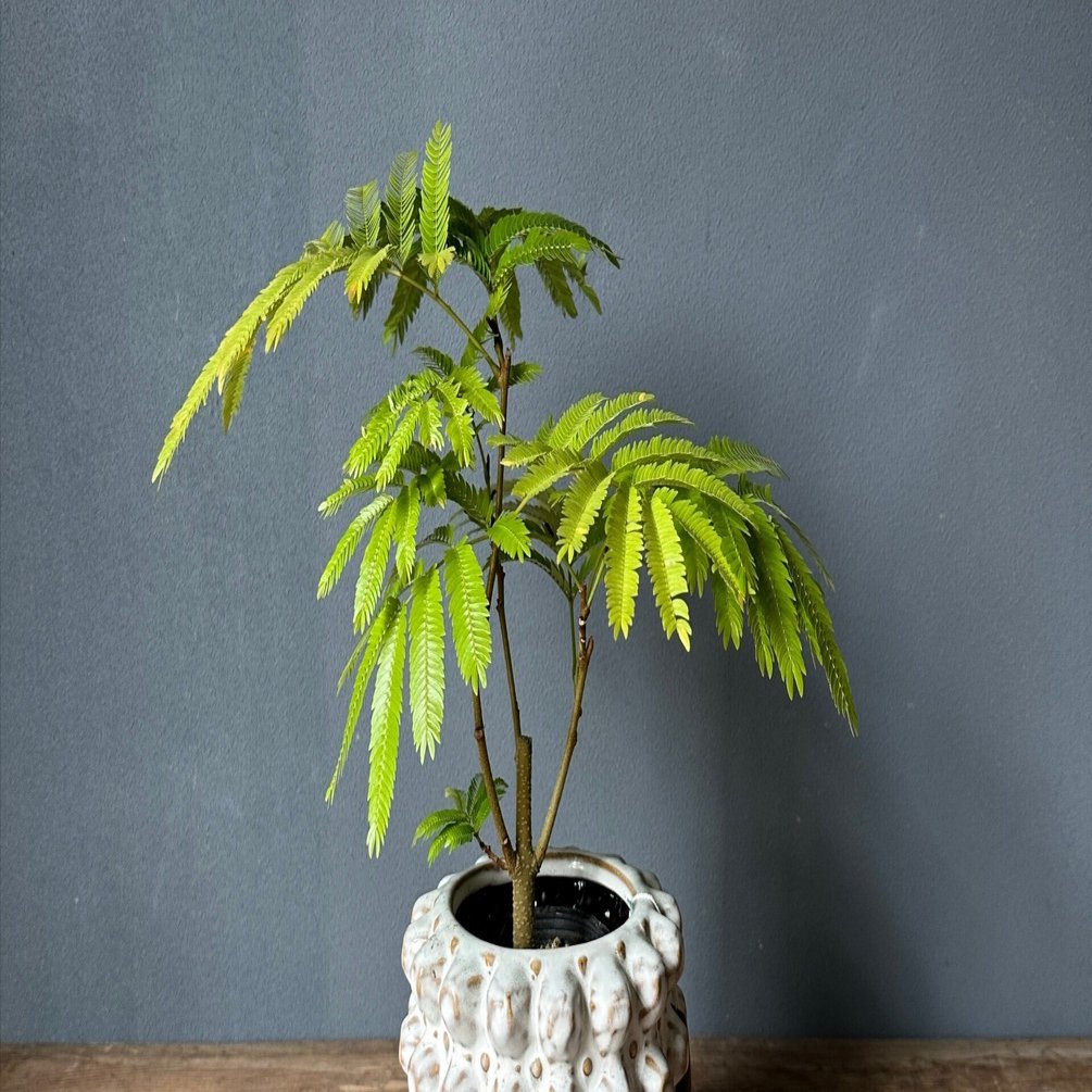 エバーフレッシュを巨大化させたい｜花屋のラフ