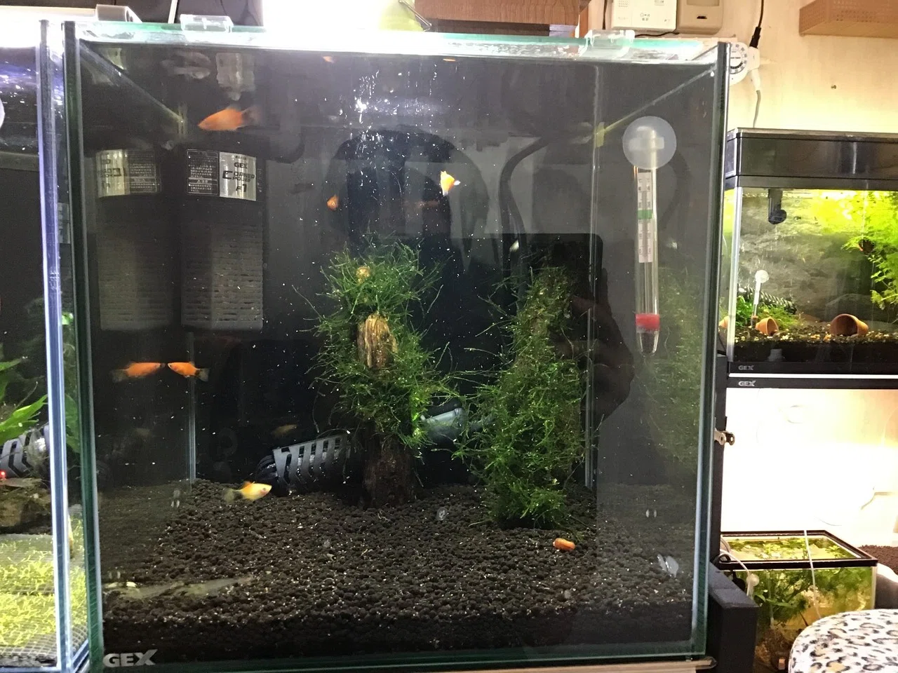 ヤマトヌマエビ ミッキーマウスプラティーの導入 ゆーいちの水槽部屋 Note