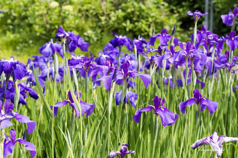 花菖蒲 吹上しょうぶ公園 Kkyamasita Note 花菖蒲 吹上しょうぶ公園 Kkyamasita Note