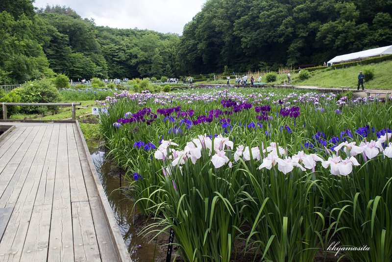 花菖蒲 吹上しょうぶ公園 Kkyamasita Note
