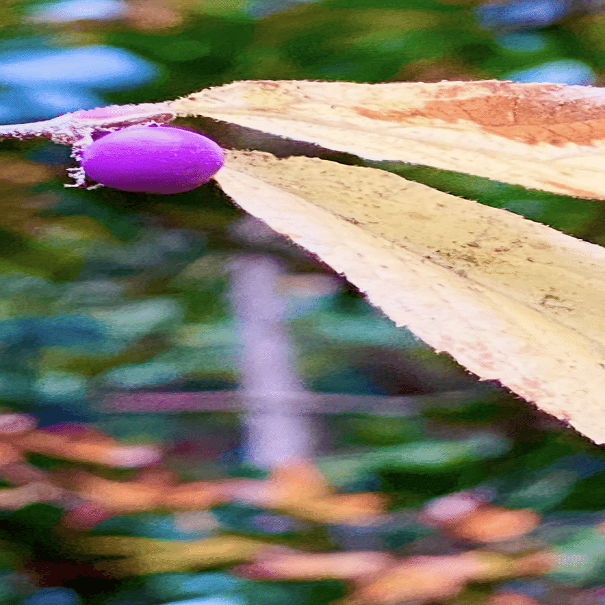 ヤブムラサキ 山歩きの中、出会うご褒美｜EGGSEED