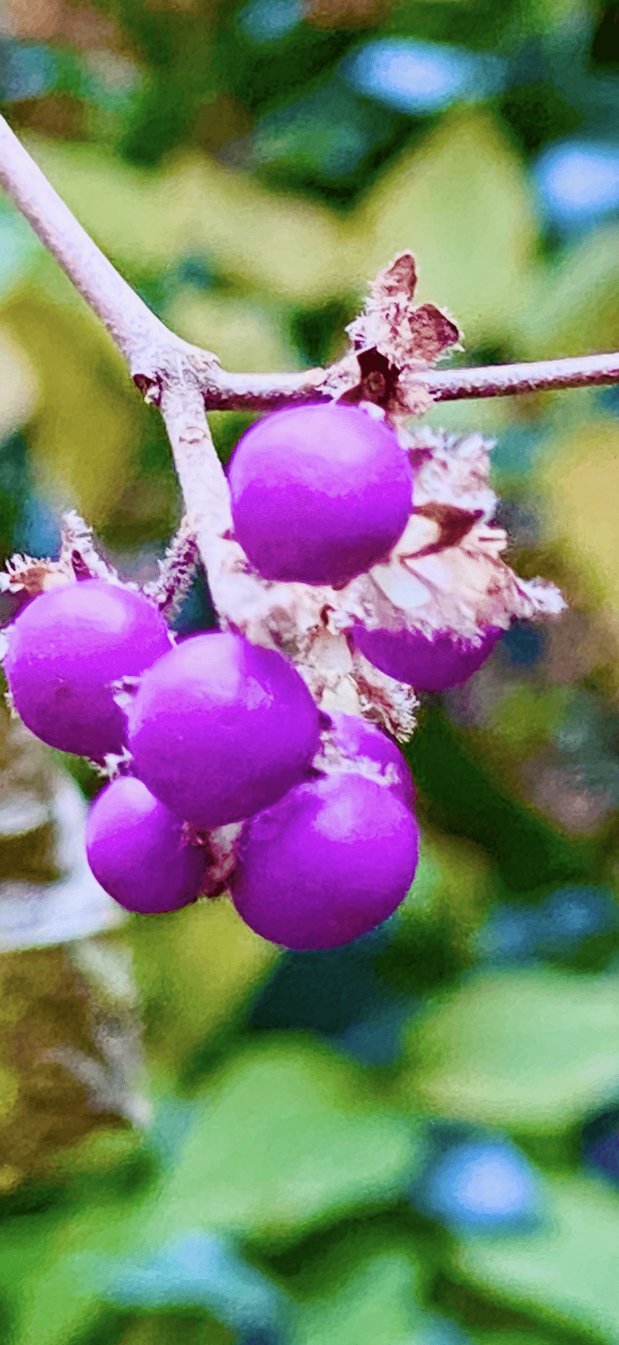 山採り　ムラサキシキブ 11月9日 ムラサキシキブ | 西日本新聞めくると